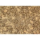 TSINGKE TC‒R0045 BNL 1ME A.7R.1 小鼠肝瘤细胞