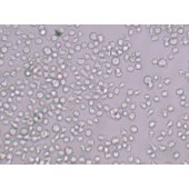 TSINGKE TC‒H0191 U937 人组织细胞淋巴瘤细胞