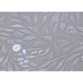 TSINGKE TC‒X0005 CHO-K1 中国仓鼠卵巢细胞