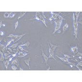 TSINGKE TC‒H0265 SH-SY5Y 人神经母细胞瘤细胞
