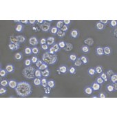 TSINGKE TC‒R0033 J774A.1 小鼠腹水单核细胞瘤细胞