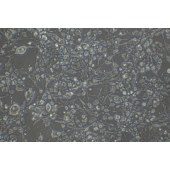 TSINGKE TC‒R0009 HePa 1-6 小鼠肝癌细胞