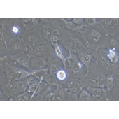 TSINGKE TC‒H0263 HT-1080 人纤维肉瘤细胞