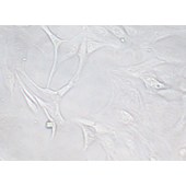 TSINGKE TC‒R0020 MC3T3-E1 Subclone 14 小鼠颅顶前骨细胞亚克隆14