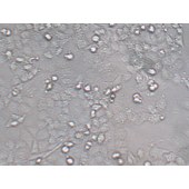 TSINGKE TC‒H0037 NCI-H23 人非小细胞肺癌细胞