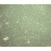 TSINGKE TC‒H0002 Huh-7 人肝癌细胞