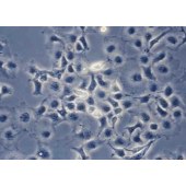 TSINGKE TC‒X0006 COS-1 非洲绿猴肾细胞