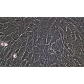 TSINGKE TC‒R0029 15P-1 PYTL基因小鼠睾丸支持细胞