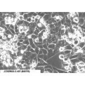 TSINGKE TC‒H0188 G-401 人肾癌Wilms细胞