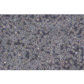 TSINGKE TC‒H0241 KU812 人外周血嗜碱性白血病细胞