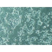 TSINGKE TC‒H0104 SW480 人结肠腺癌细胞