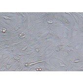 TSINGKE TC‒R0003 C2C12 小鼠成肌细胞