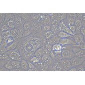 TSINGKE TC‒X0003 MDBK 牛肾细胞