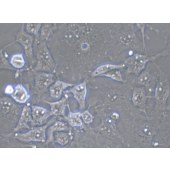 TSINGKE TC‒X0001 Cos-7 非洲绿猴肾细胞