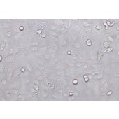 TSINGKE TC‒H0299 HK-2 人肾皮质近曲小管上皮细胞