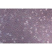 TSINGKE TC‒X0007 LLC-MK2 恒河猴肾细胞