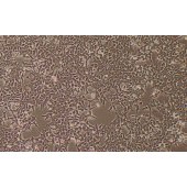 TSINGKE TC‒H0297 293T SV40T转化的人胚肾细胞