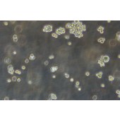 TSINGKE TC‒H0115 NCI-H716 人结直肠腺癌细胞