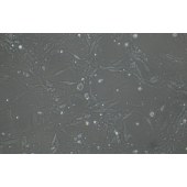 TSINGKE TC‒H0308 GES-1 人胃粘膜上皮细胞