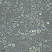 TSINGKE TC‒H0021 A549 人非小细胞肺癌细胞