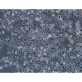 TSINGKE TC‒H0090 AGS 人胃腺癌细胞