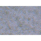 TSINGKE TC‒H0193 Daudi 人Burkkit淋巴瘤细胞