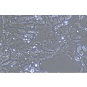 TSINGKE TC‒R0039 P19 小鼠畸胎瘤细胞