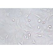 TSINGKE TC‒R0031 3T3-L1 小鼠胚胎成纤维细胞