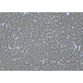 TSINGKE TC‒R0030 AML12 小鼠肝细胞