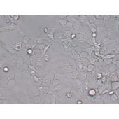 TSINGKE TC‒H0132 FaDu 人咽鳞癌细胞