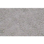 TSINGKE TC‒R0001 RAW264.7 小鼠单核巨噬细胞