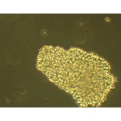 TSINGKE TC‒H0246 C8166 人T细胞性白血病细胞