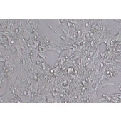 TSINGKE TC‒R0052 HL-1 小鼠心肌细胞