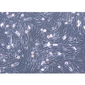 TSINGKE TC‒H0209 HS683 人脑胶质瘤细胞