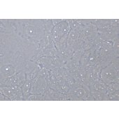TSINGKE TC‒H0298 MCF-10A 人正常乳腺上皮细胞