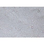 TSINGKE TC‒R0030 AML12 小鼠肝细胞