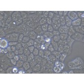 TSINGKE TC‒H0159 Hela 人宫颈癌细胞