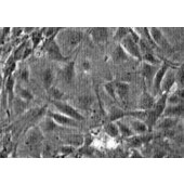 TSINGKE TC‒R0050 C3H/10T1/2 clone 8 小鼠胚胎成纤维细胞