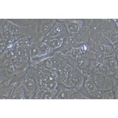 TSINGKE TC‒H0277 BHT-101 人甲状腺癌细胞（退行性）