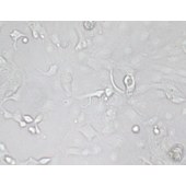 TSINGKE TC‒H0120 SW626 人结肠腺癌细胞(卵巢转移)