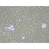 TSINGKE TC‒H0106 DLD1 人结直肠腺癌上皮细胞