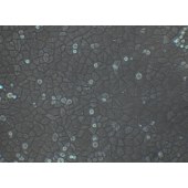 TSINGKE TC‒H0074 MDA-MB-468 人乳腺癌细胞