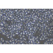 TSINGKE TC‒R0001 RAW264.7 小鼠单核巨噬细胞