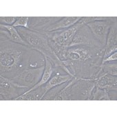 TSINGKE TC‒R0020 MC3T3-E1 Subclone 14 小鼠颅顶前骨细胞亚克隆14