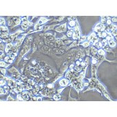 TSINGKE TC‒H0108 LoVo 人结肠癌细胞