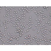 TSINGKE TC‒H0227 HL-60 人早幼粒急性白血病细胞