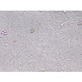 TSINGKE TC‒H0106 DLD1 人结直肠腺癌上皮细胞