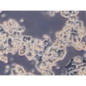 TSINGKE TC‒H0118 SW48 人结肠腺癌细胞