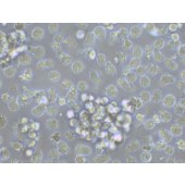 TSINGKE TC‒H0229 SHI-1 人急性髓细胞白血病细胞