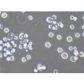 TSINGKE TC‒H0117 COLO 201 人结直肠腺癌细胞